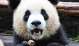 熊猫奥莉奥爆料视频,揭秘萌宠日常与趣味瞬间